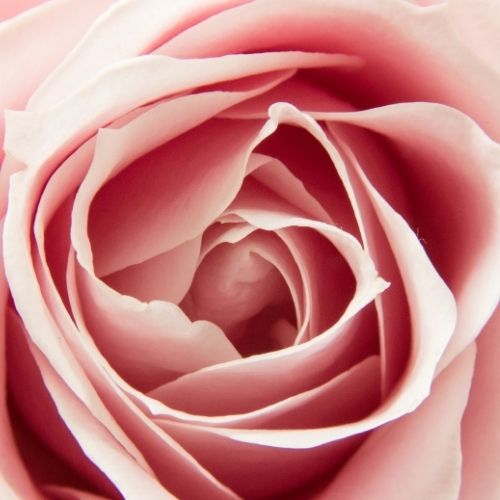 Foto de uma rosa, com destaque para as pétalas.